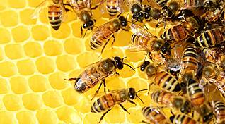 Трехдневное празднование первого Всемирного дня пчел 
