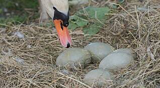 Новая достопримечательность в Мариборе: пара лебедей, ожидающая младенцев