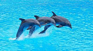 В Корнати была замечена стая дельфинов