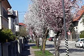 Жилье, СП. Шишка.