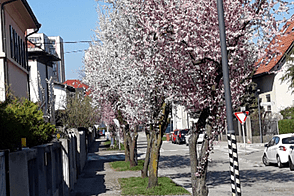 Жилье, СП. Шишка.