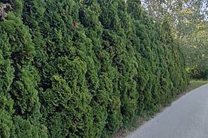 Дом, Бисельско