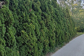 Дом в Бизелско