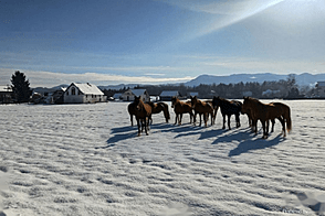 Ферма Любечна, двор.