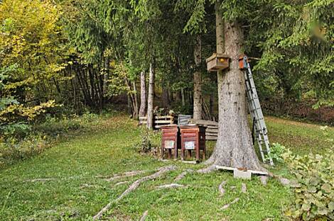 Здание, Кочная, Блед - Горье: 5