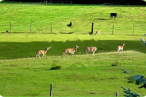 Особняк в Верхней Липнице: 2