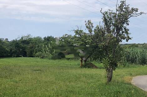 Лучия, Дом: 6