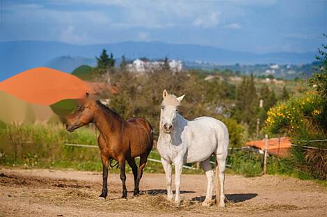 Малья, дом.: 26