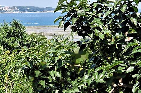 Здание, Сеча: 3