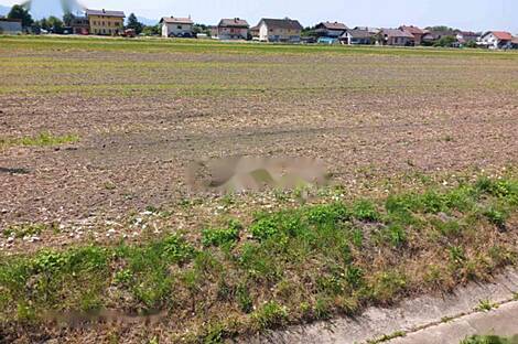 Земельный участок, расположенный в Горелово, в спокойном и солнечном месте.: 3