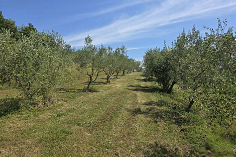 Дом, Пуче, Драгония: 24