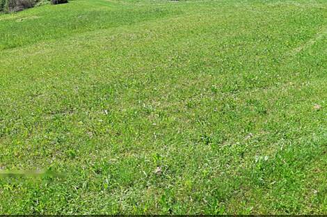 Усадьба и ферма по выращиванию орехов в Бизелье: 2