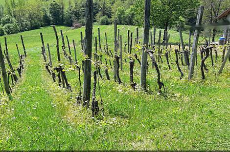 Усадьба и ферма по выращиванию орехов в Бизелье: 22