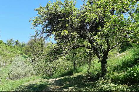 Усадьба и ферма по выращиванию орехов в Бизелье: 28
