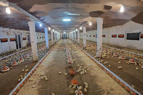 Дом, хозяйство Лапорье, Фаровец - рядом со Словенской Быстрицей: 3