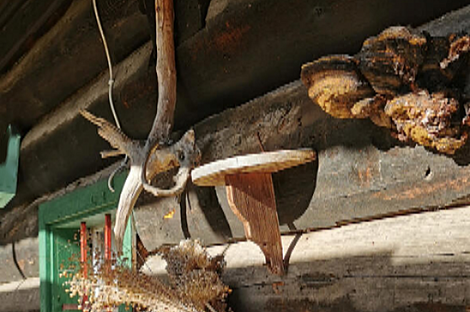 Дом Копривник, расположенный в Бохине, находится на солнечной стороне Альп.: 18