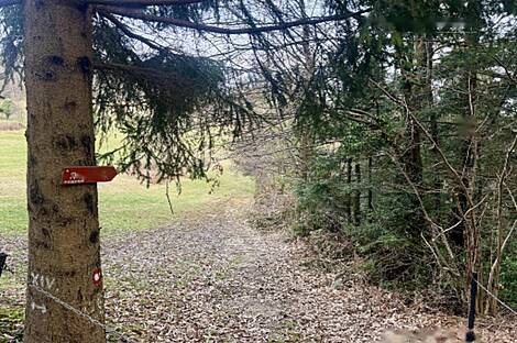 Жилище, Яворник: 14