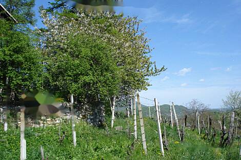 Дом в Бели-Поток-при-Лембергу: 15