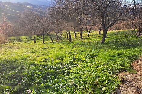 Жилище, Краина Брда: 7