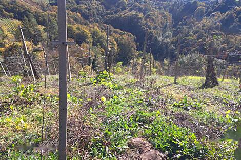 Дом Грушковец: 2