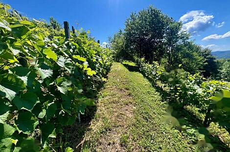 Жилище в Малом Чирнике возле Штейньяна: 11