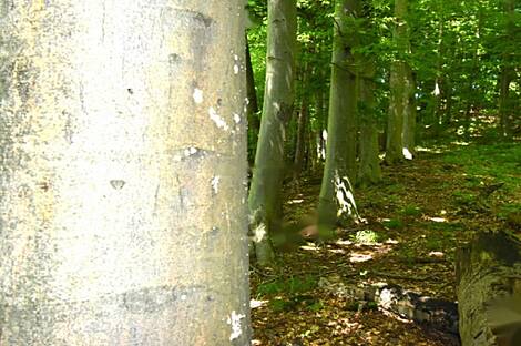 Жилище на Планинском Врхе: 28