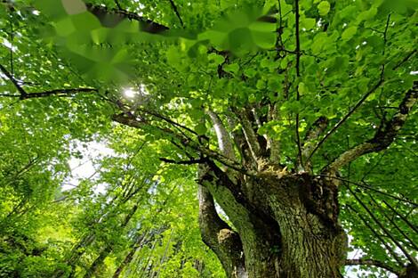 Дом Подкрай, расположенный в Межице, близ Межицы.: 17