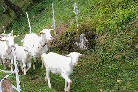 Усадьба, поместье Чолнишче.: 22