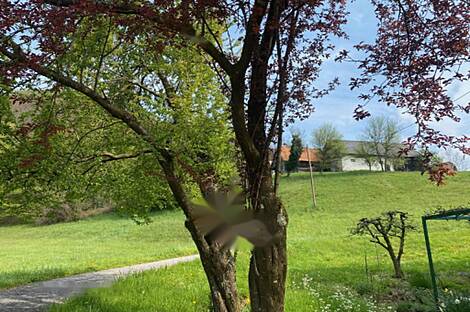 Жилище в Козминцах: 15