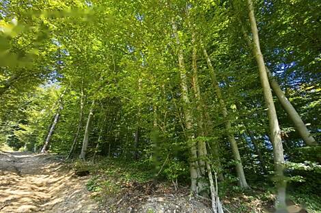 Здание возле лесной опушки: 5