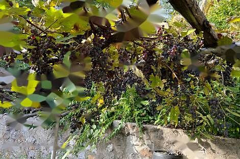 Жилье в Центральной части Любляны: 1