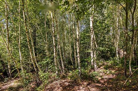 Резиденция, фермерское хозяйство Сеново, Доброва.: 23