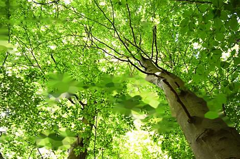 Дом, ферма Горная Вершина, Шентюр, Планина при Севници.: 2