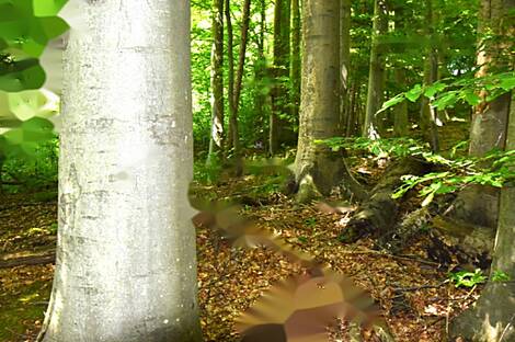 Дом, ферма Горная Вершина, Шентюр, Планина при Севници.: 28