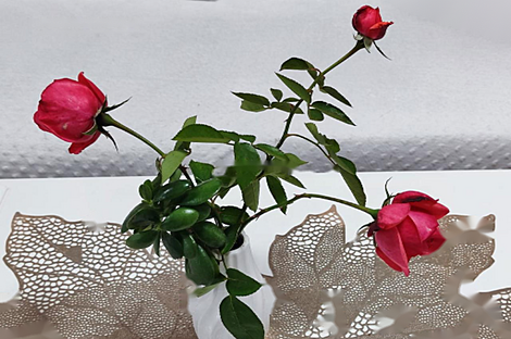 Квартира с тремя комнатами расположена в Бертоках.: 16