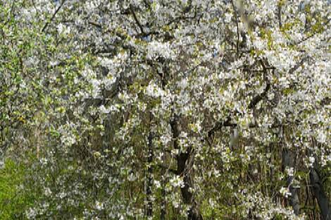 Дом, Мо́щанцы: 15