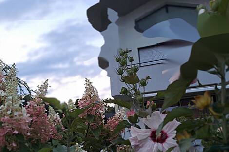 Дом, Шишка: 1