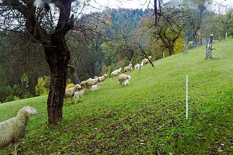Дом, усадьба Равне, полицмейстер: 11