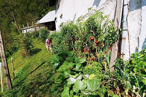 Ферма Чолнище, недвижимость: 22