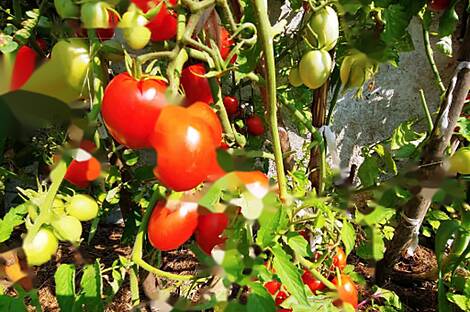 Ферма Чолнище, недвижимость: 23