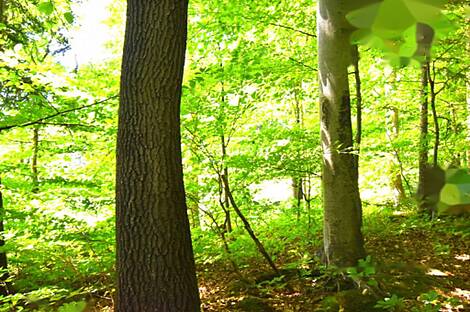 Горная Вершина, Планина при Севници, усадьба: 25