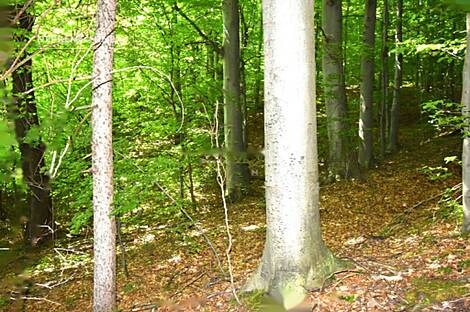 Горная Вершина, Планина при Севници, усадьба: 28