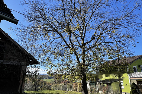 Чершак, дом: 7