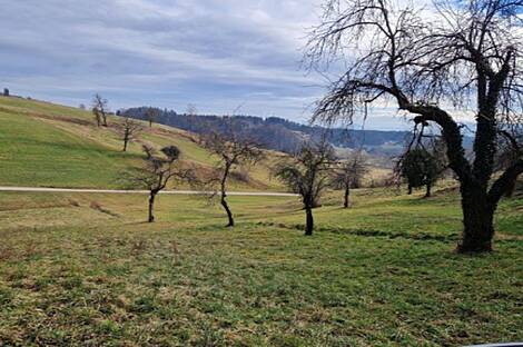 Берёзовая - поместье, ферма.: 20