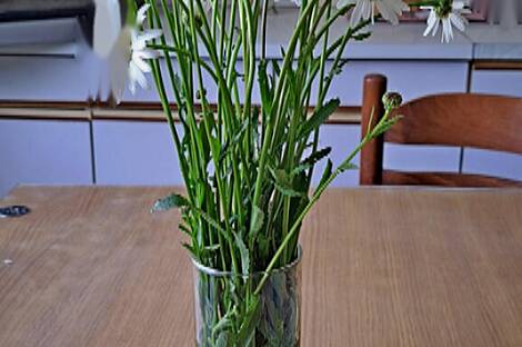 Поместье, усадьба Чолнишче.: 13