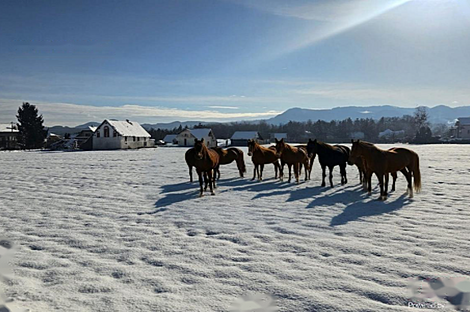 Ферма Любечна, двор.: 1