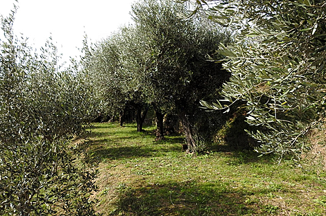 Лучия, дом, Камполин: 5