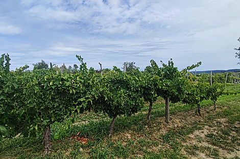 Жилище, Нова Вас над Драгоньей: 25