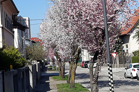 Дом Ёлочка: 1