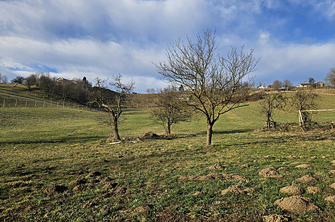 Поместье Кметиянов Долина Яренинская: 16